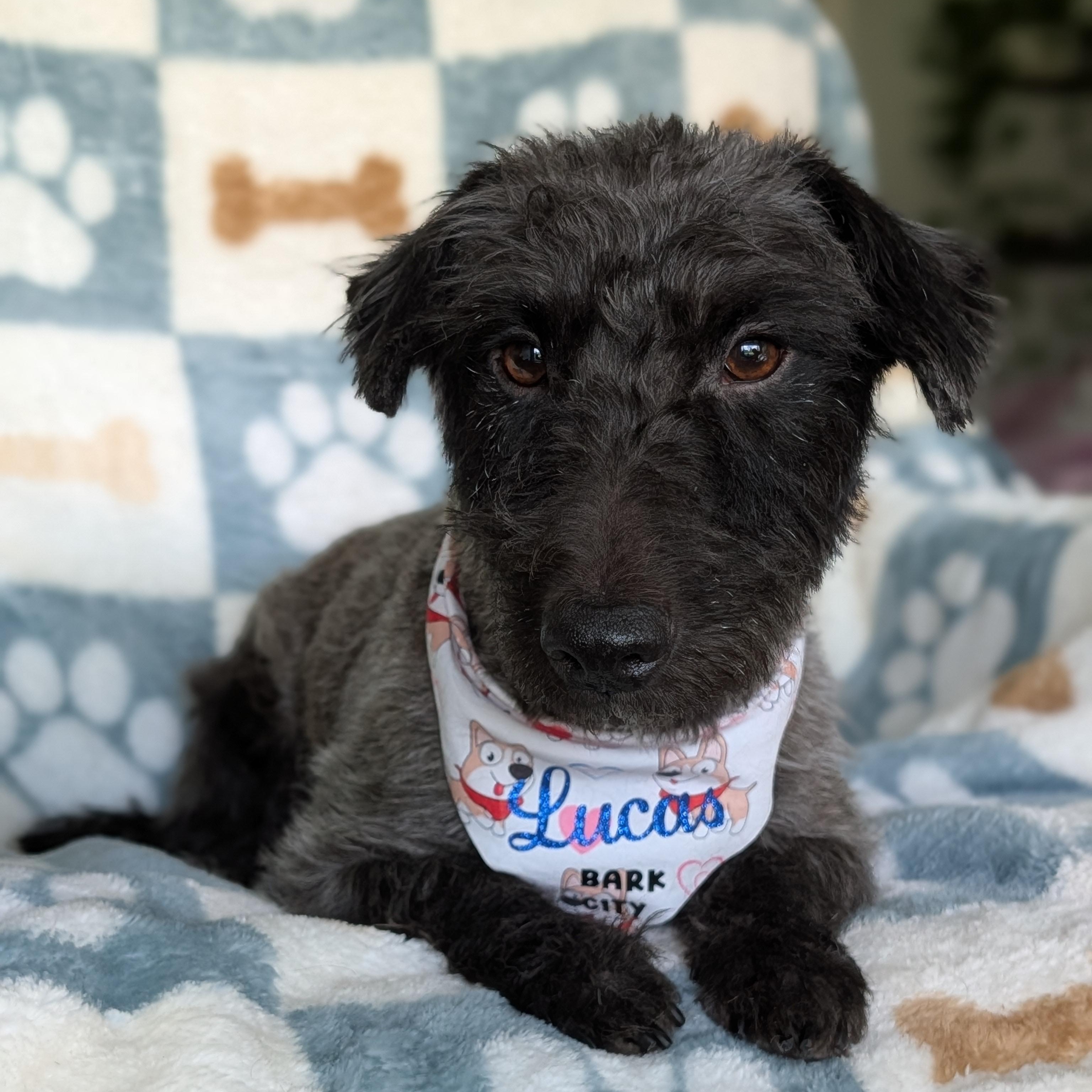 Enlarge Lucas, a Adoptable mixed breed in Baton Rouge, LA image 4/4