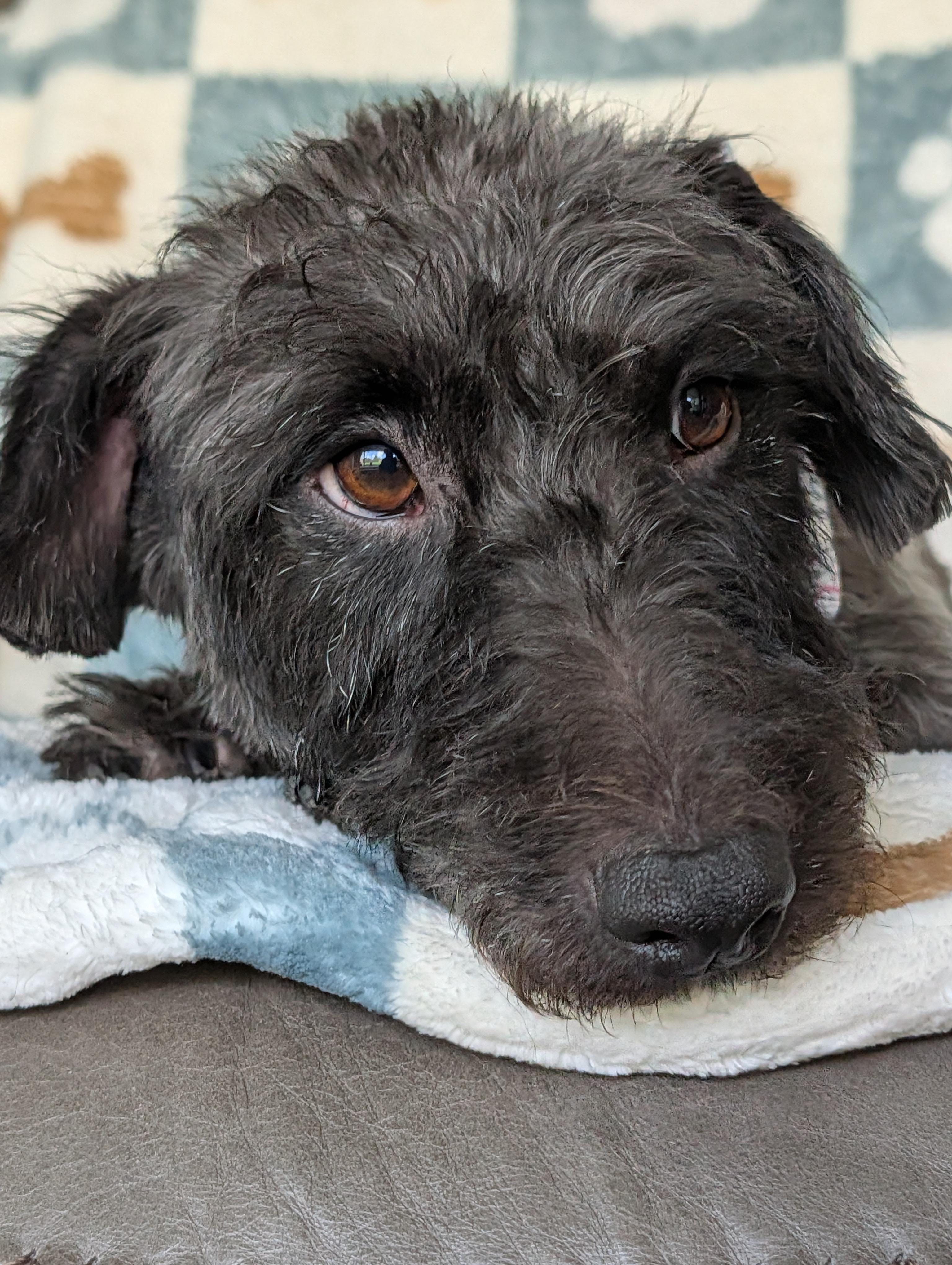 Enlarge Lucas, a Adoptable mixed breed in Baton Rouge, LA image 3/4