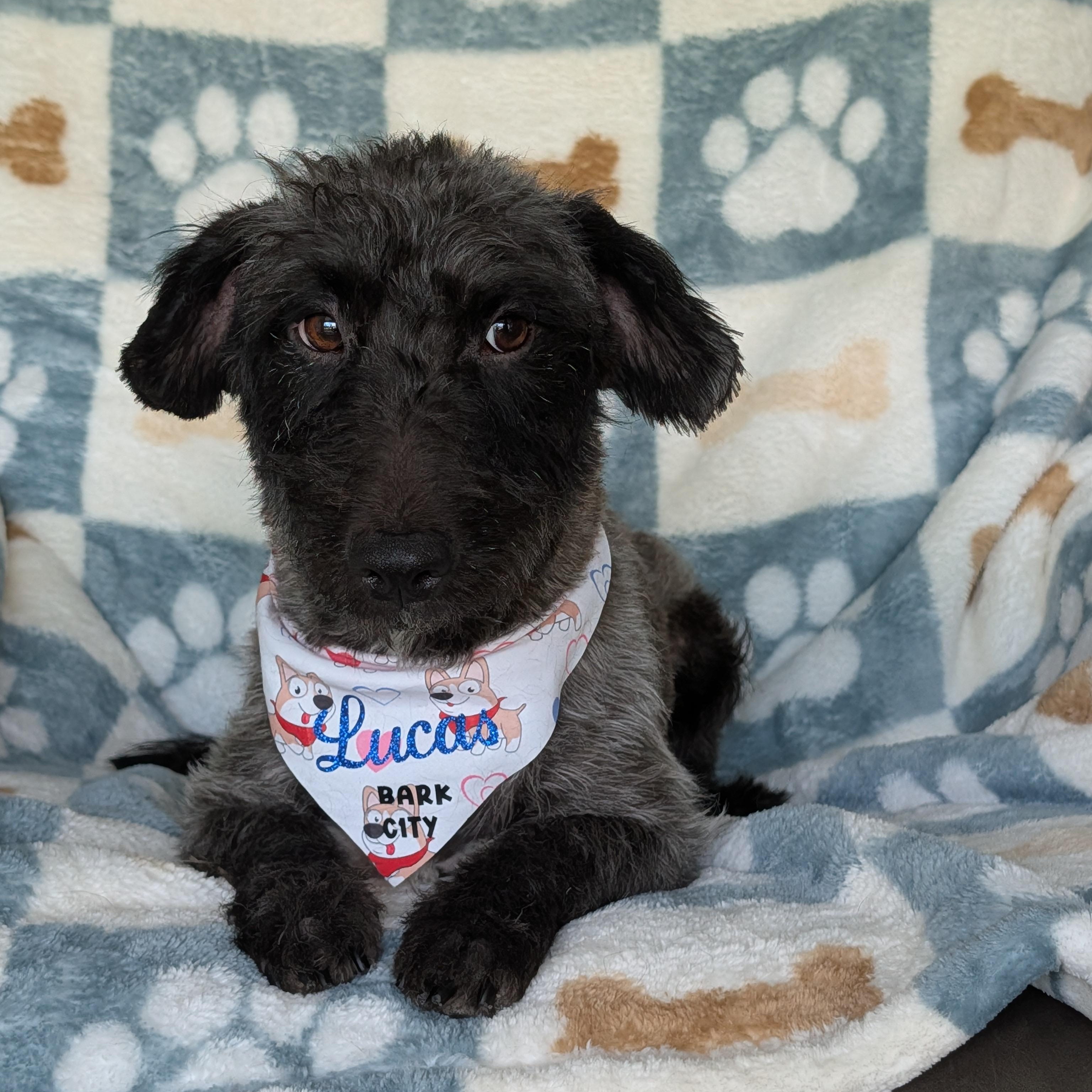 Enlarge Lucas, a Adoptable mixed breed in Baton Rouge, LA image 2/4
