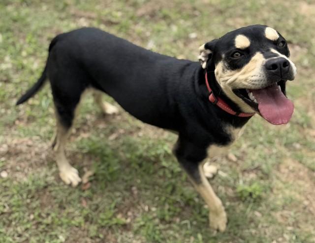 CARA, Adoptable, Young Female Pit Bull Terrier.