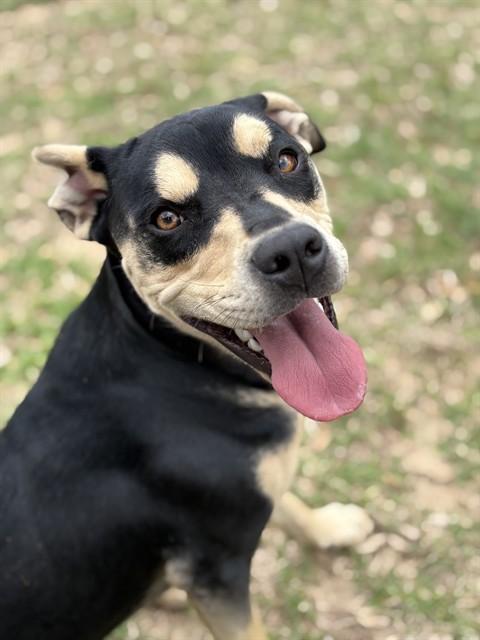 Enlarge CARA, a Adoptable Pit Bull Terrier in Augusta, GA image 1/1