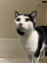 Enlarge Hopscotch, a ADOPTABLE Domestic Short Hair in Manhattan, KS image 2/5