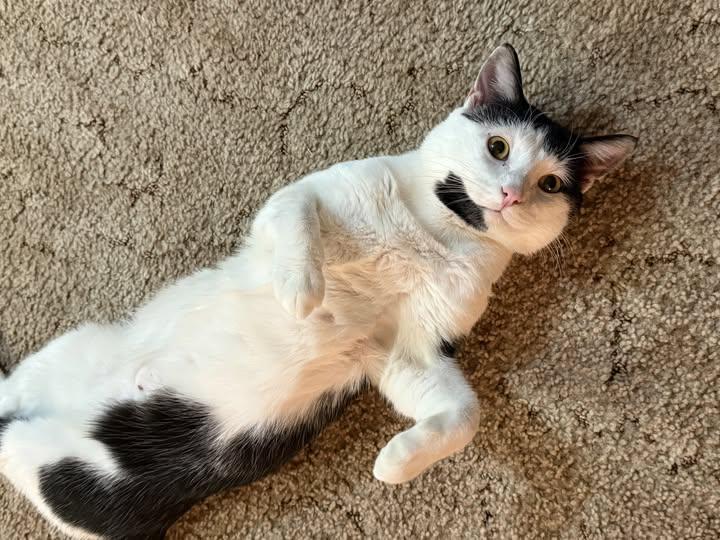 Hopscotch, ADOPTABLE, Young Male Domestic Short Hair.