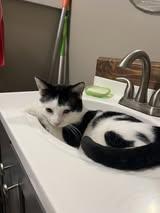 Enlarge Hopscotch, a ADOPTABLE Domestic Short Hair in Manhattan, KS image 4/5