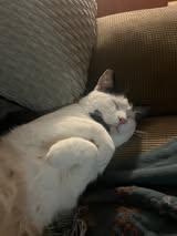 Enlarge Hopscotch, a ADOPTABLE Domestic Short Hair in Manhattan, KS image 3/5