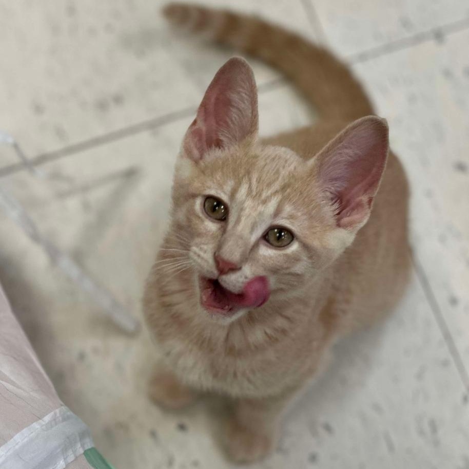 Hammy, Baby Male Domestic Short Hair