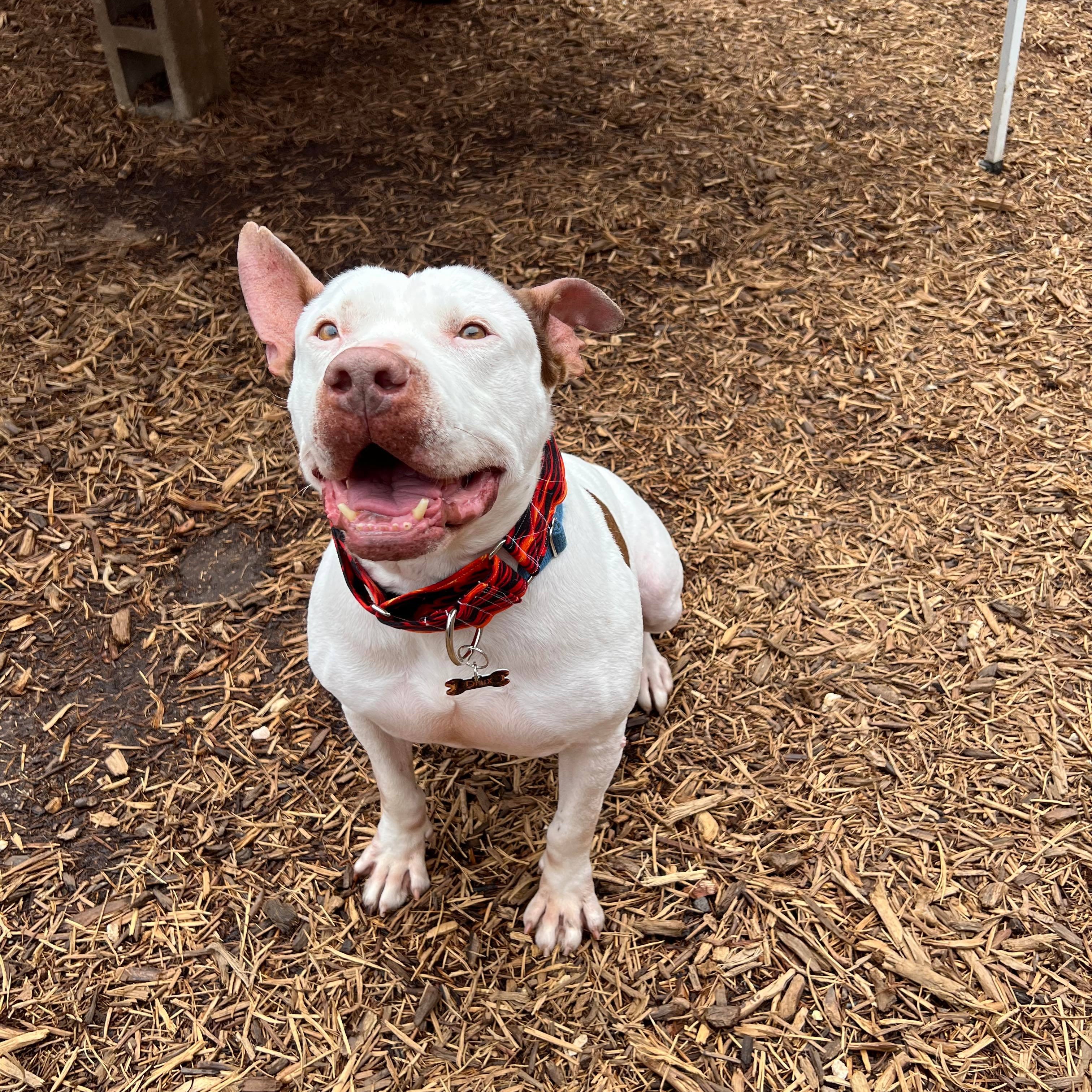 Enlarge Drax, a Adoptable mixed breed in Portland, OR image 2/7