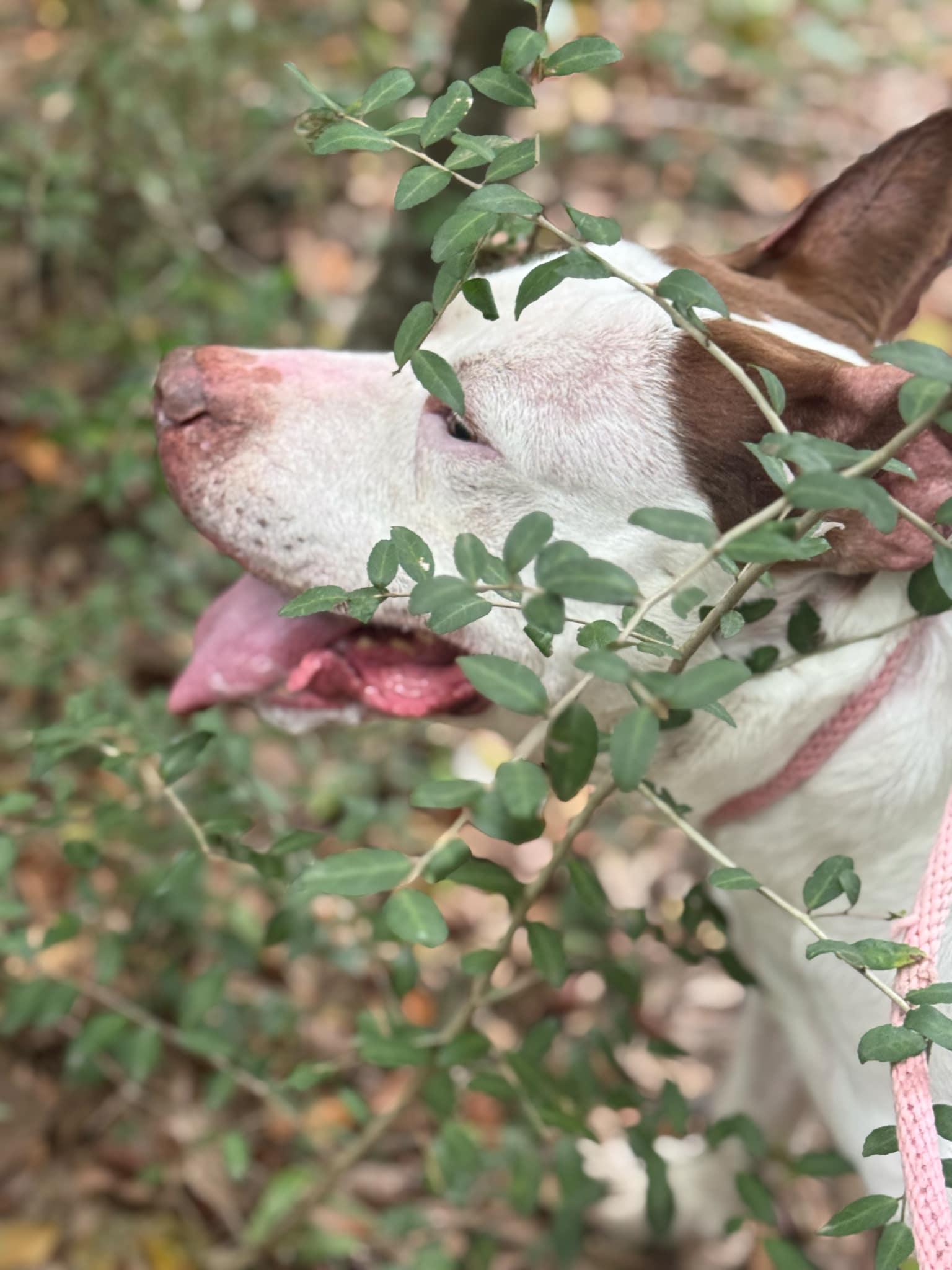 Enlarge Drax, a Adoptable mixed breed in Portland, OR image 3/7