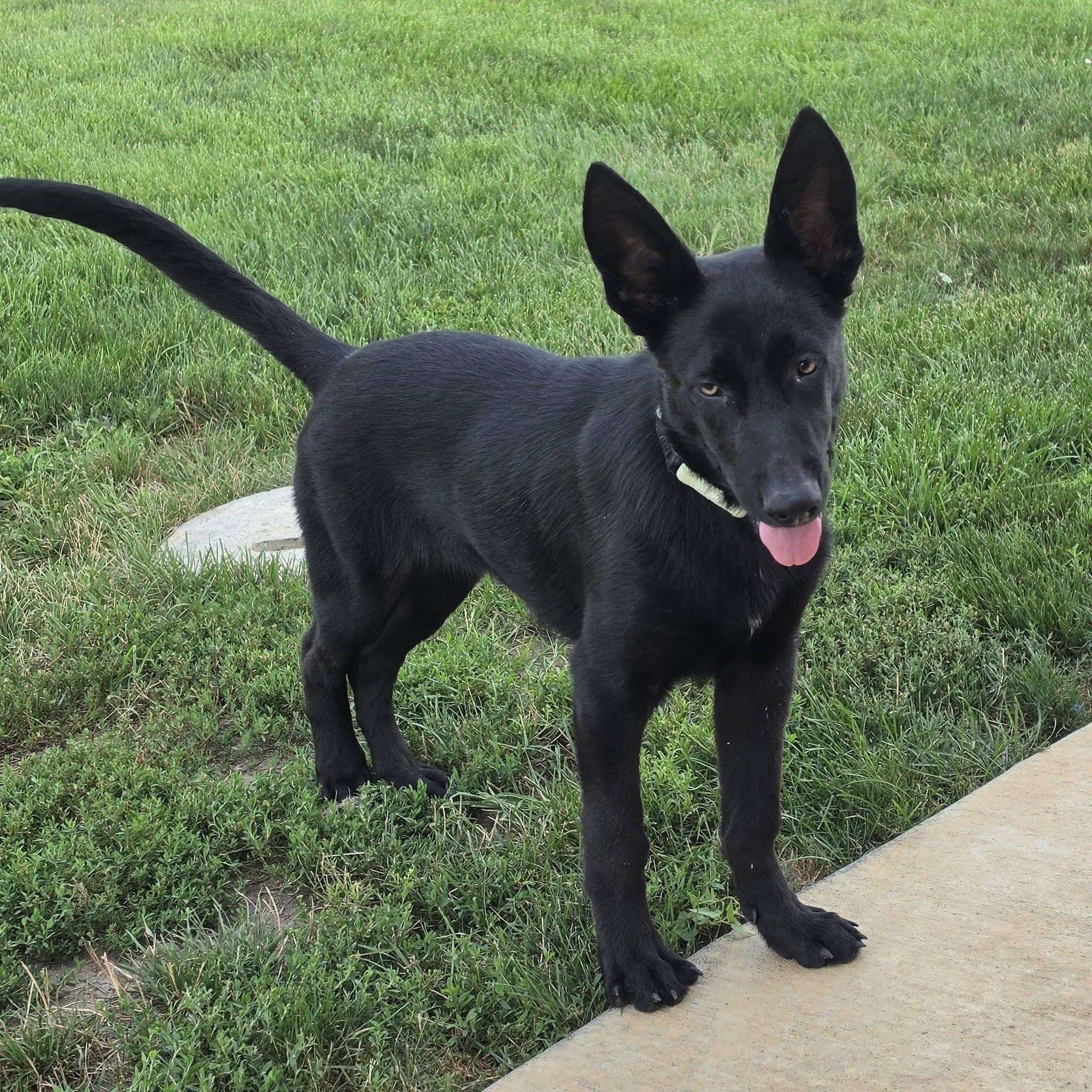 Foley, ADOPTABLE, Young Male German Shepherd Dog.