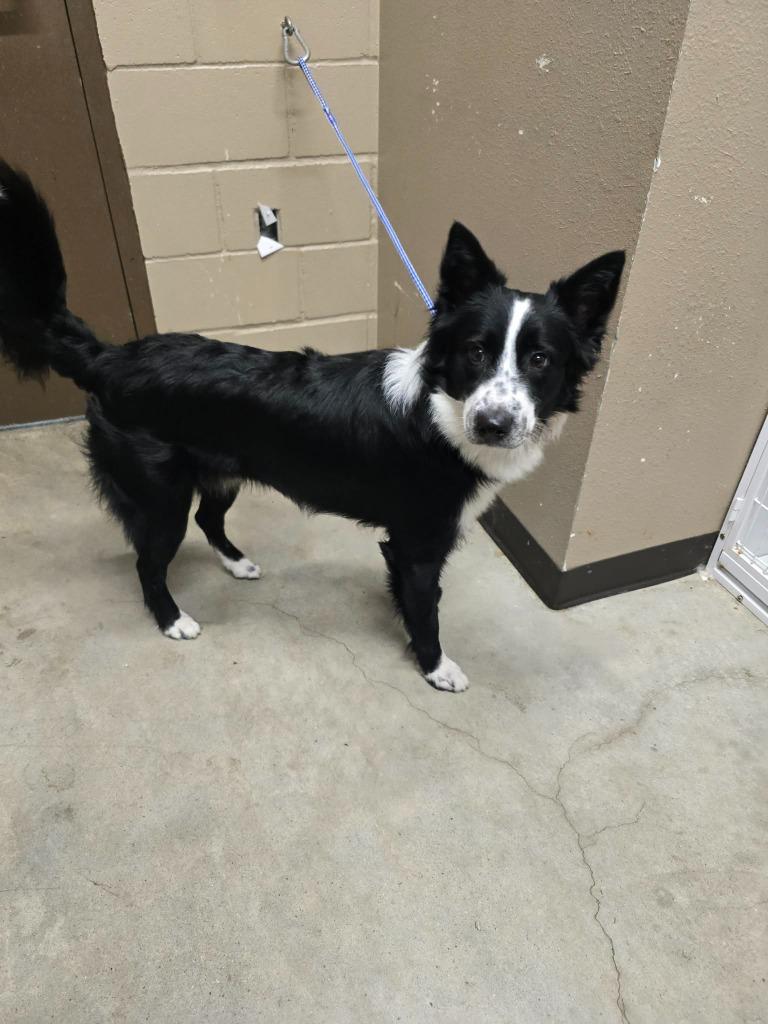 Enlarge Rex, a Adoptable Border Collie in Huntsville, TX image 1/1