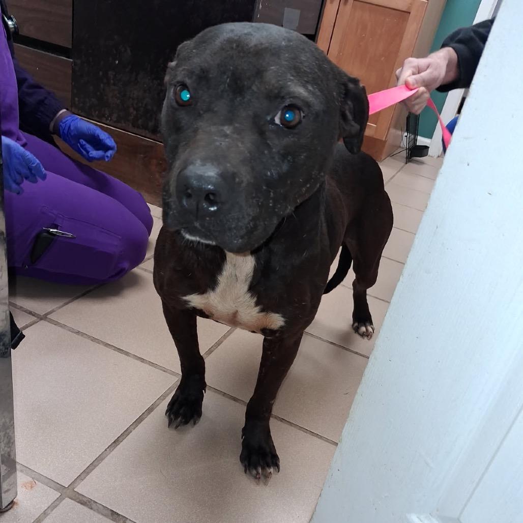 Cheddar, Adoptable, Adult Male Terrier.