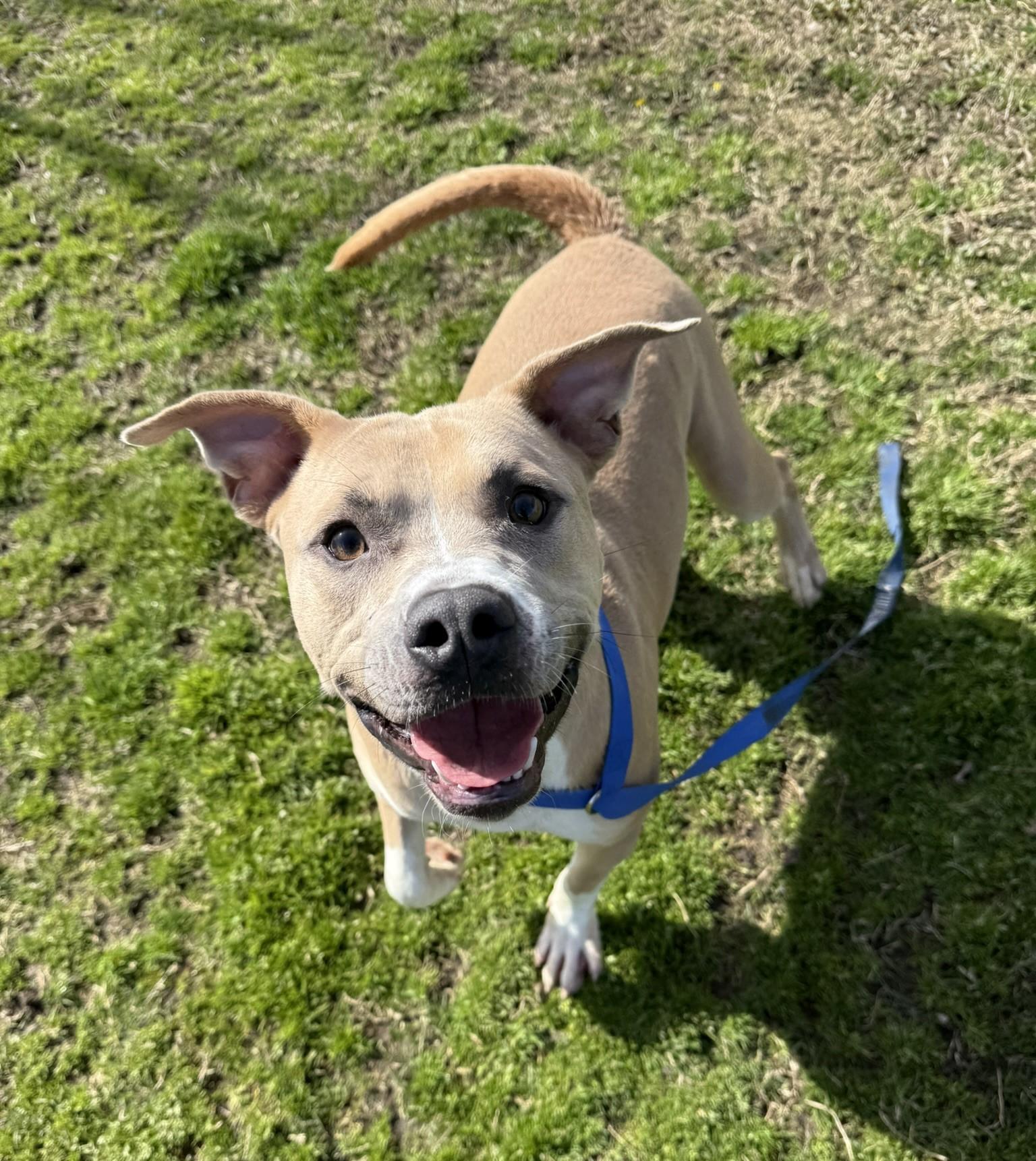 Lobo **Courtesy Post. Out of town pet. See below for details**