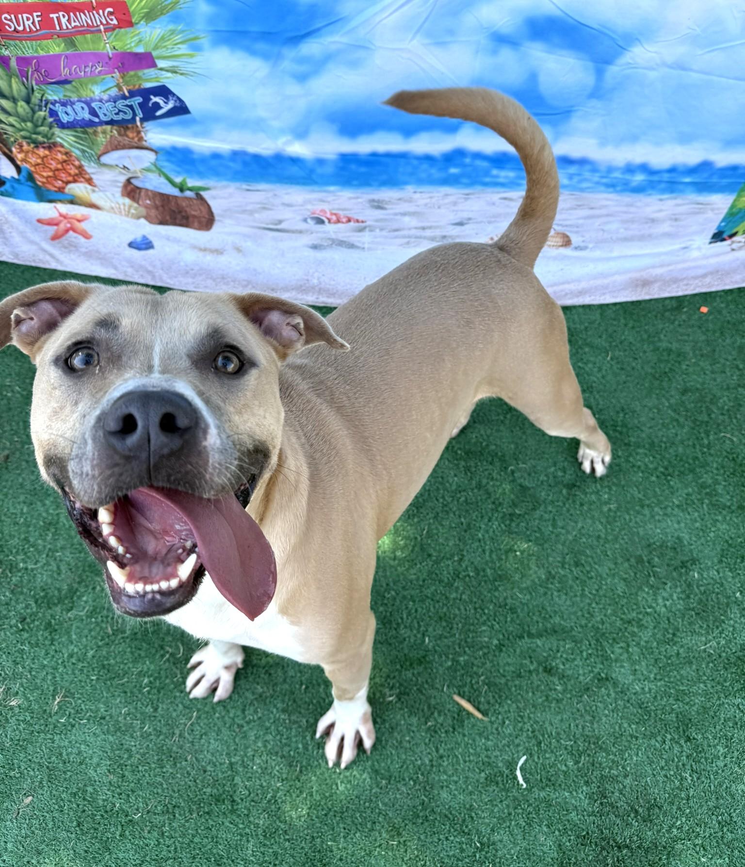 Lobo **Courtesy Post. Out of town pet. See below for details**