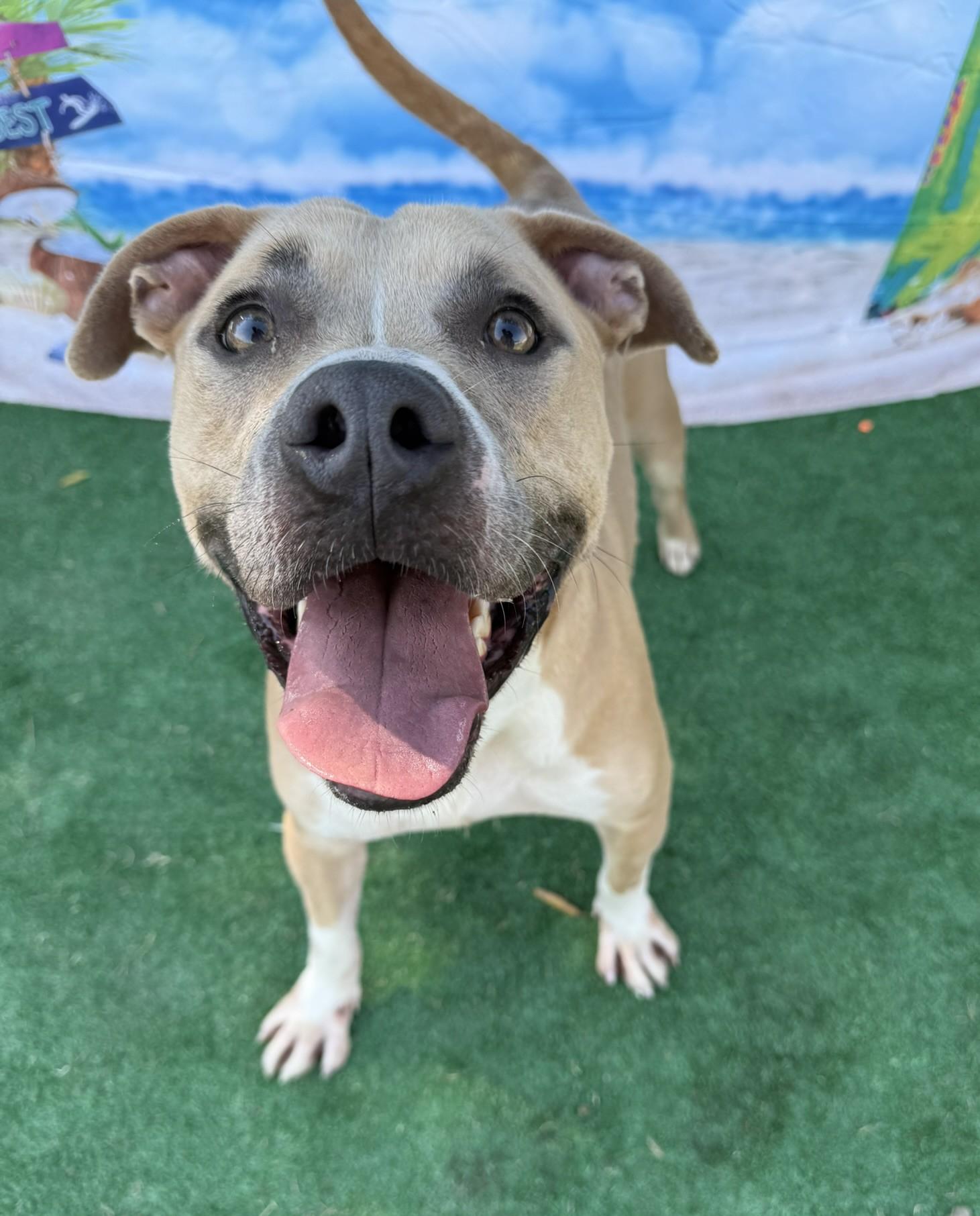 Lobo **Courtesy Post. Out of town pet. See below for details**