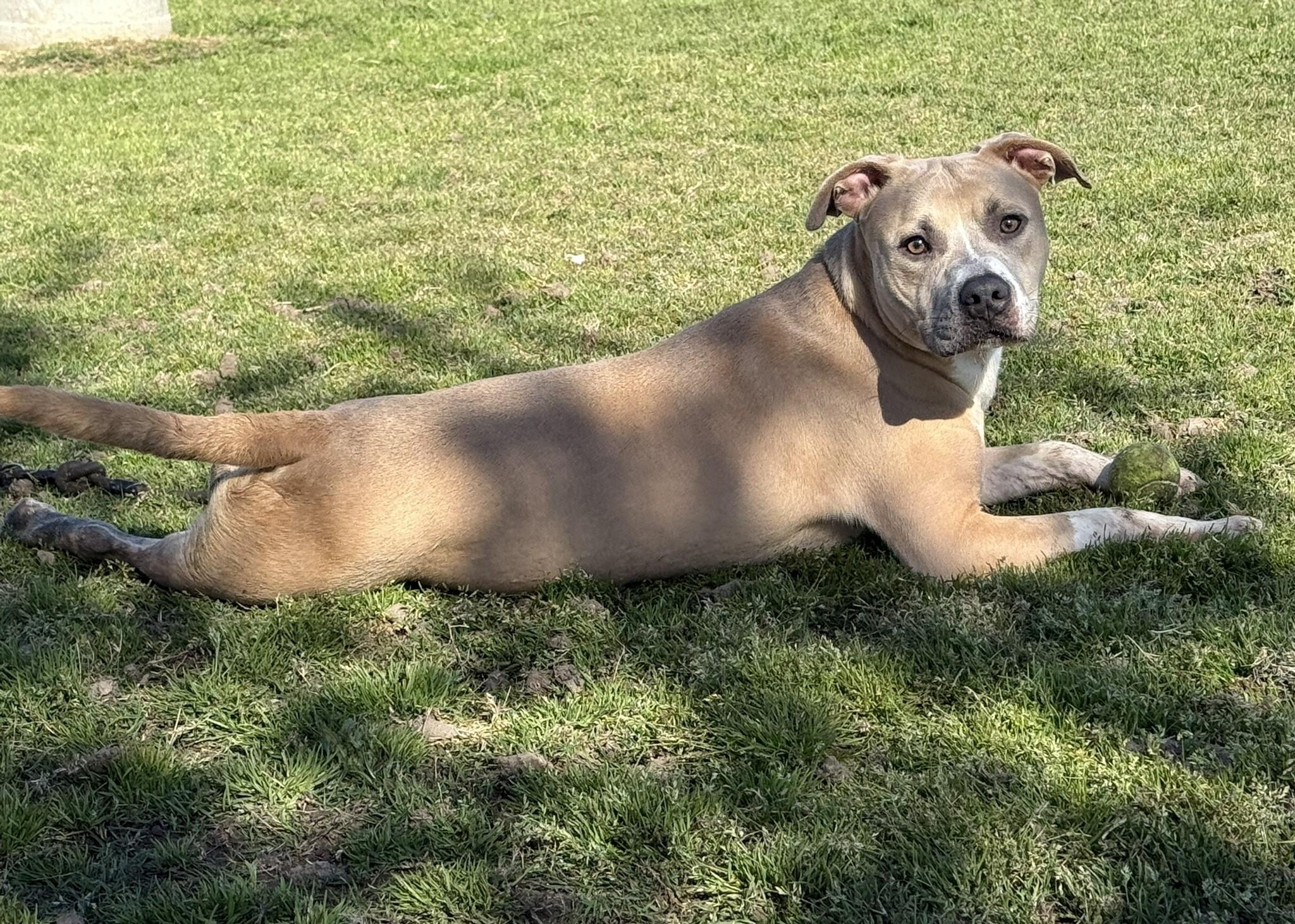 Lobo **Courtesy Post. Out of town pet. See below for details**