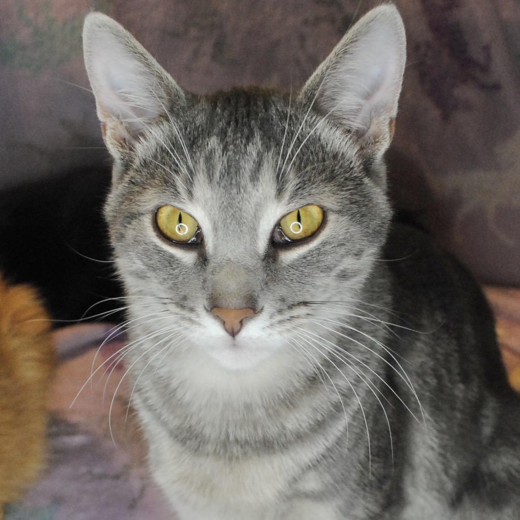 Rhubarb, Adoptable, Adult Male Domestic Short Hair.