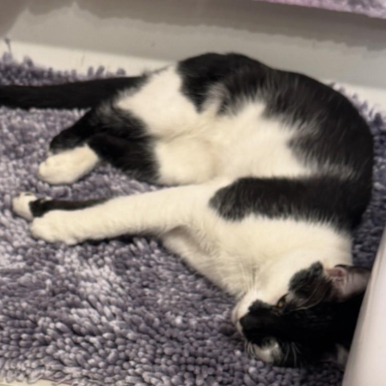 Enlarge Pistachio, a Adoptable Domestic Short Hair in Bayonne, NJ image 5/6