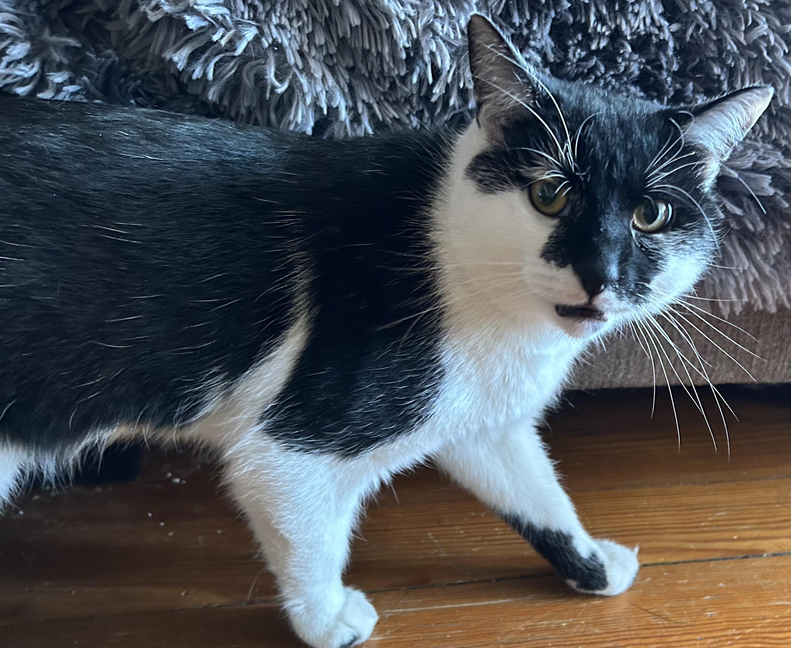 Enlarge Pistachio, a Adoptable Domestic Short Hair in Bayonne, NJ image 3/6