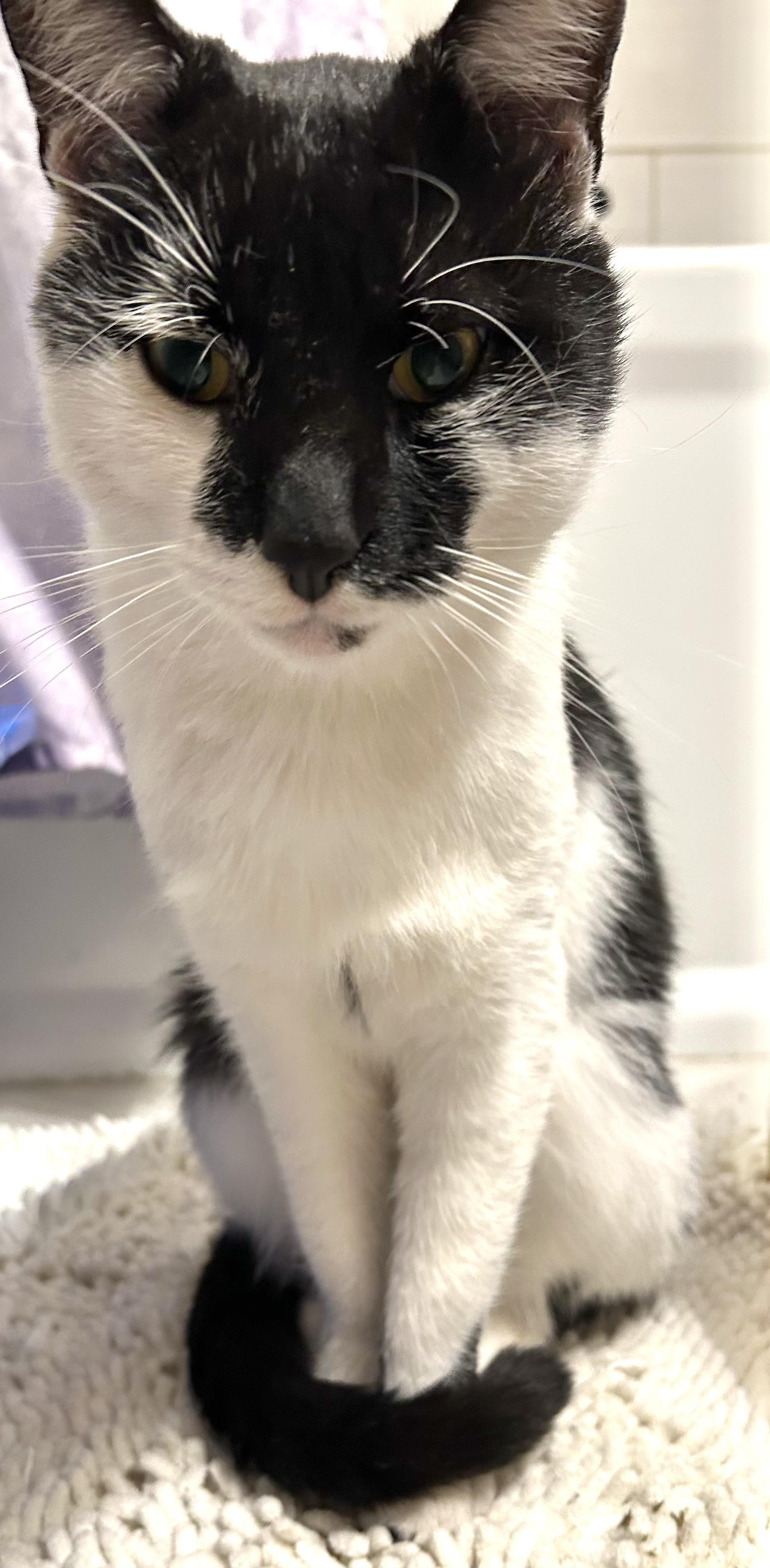 Enlarge Pistachio, a Adoptable Domestic Short Hair in Bayonne, NJ image 2/6