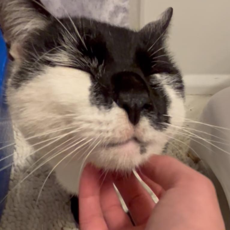 Enlarge Pistachio, a Adoptable Domestic Short Hair in Bayonne, NJ image 1/6