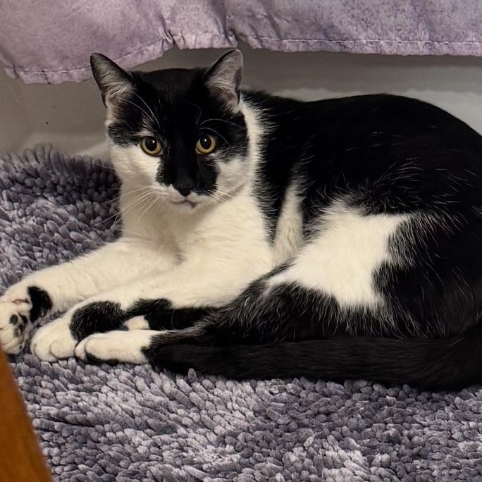 Enlarge Pistachio, a Adoptable Domestic Short Hair in Bayonne, NJ image 4/6