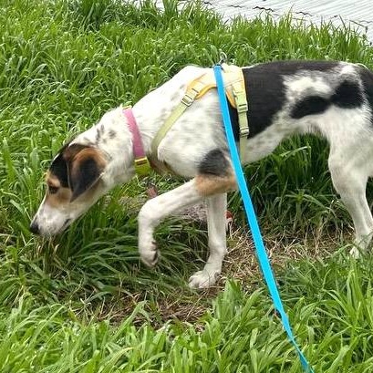 Enlarge Boris, a ADOPTABLE mixed breed in Morristown, NJ image 2/6