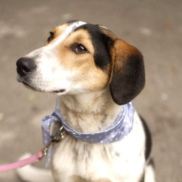 Enlarge Boris, a ADOPTABLE mixed breed in Morristown, NJ image 5/6