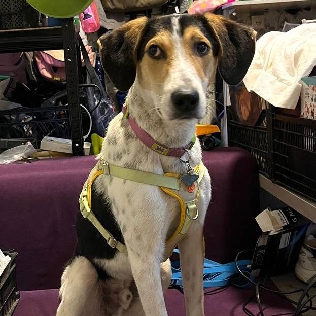 Enlarge Boris, a ADOPTABLE mixed breed in Morristown, NJ image 4/6