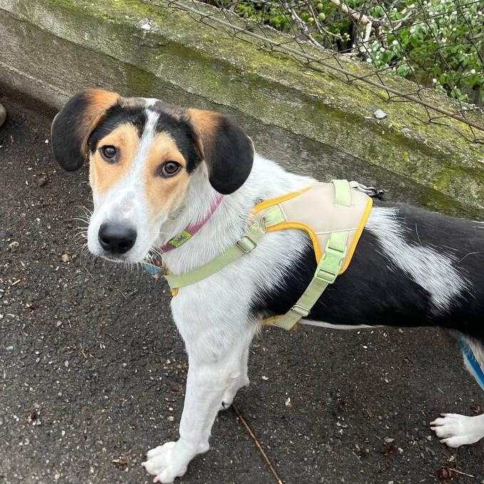 Boris, ADOPTABLE, Young Male Pointer & Beagle.