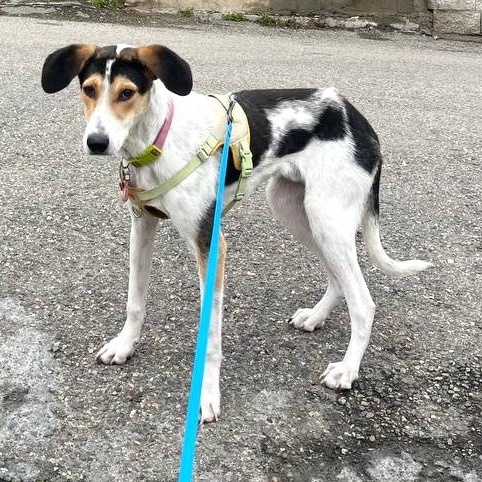 Enlarge Boris, a ADOPTABLE mixed breed in Morristown, NJ image 3/6