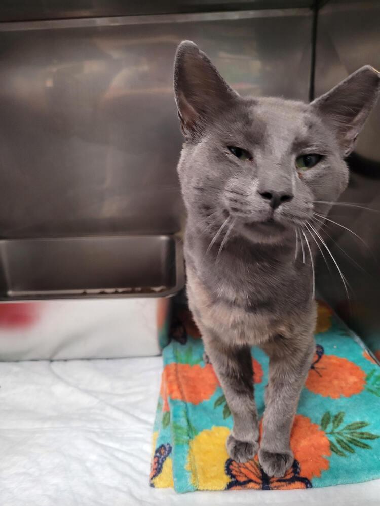 Enlarge Cosmo, a Adoptable mixed breed in Linton, IN image 1/1