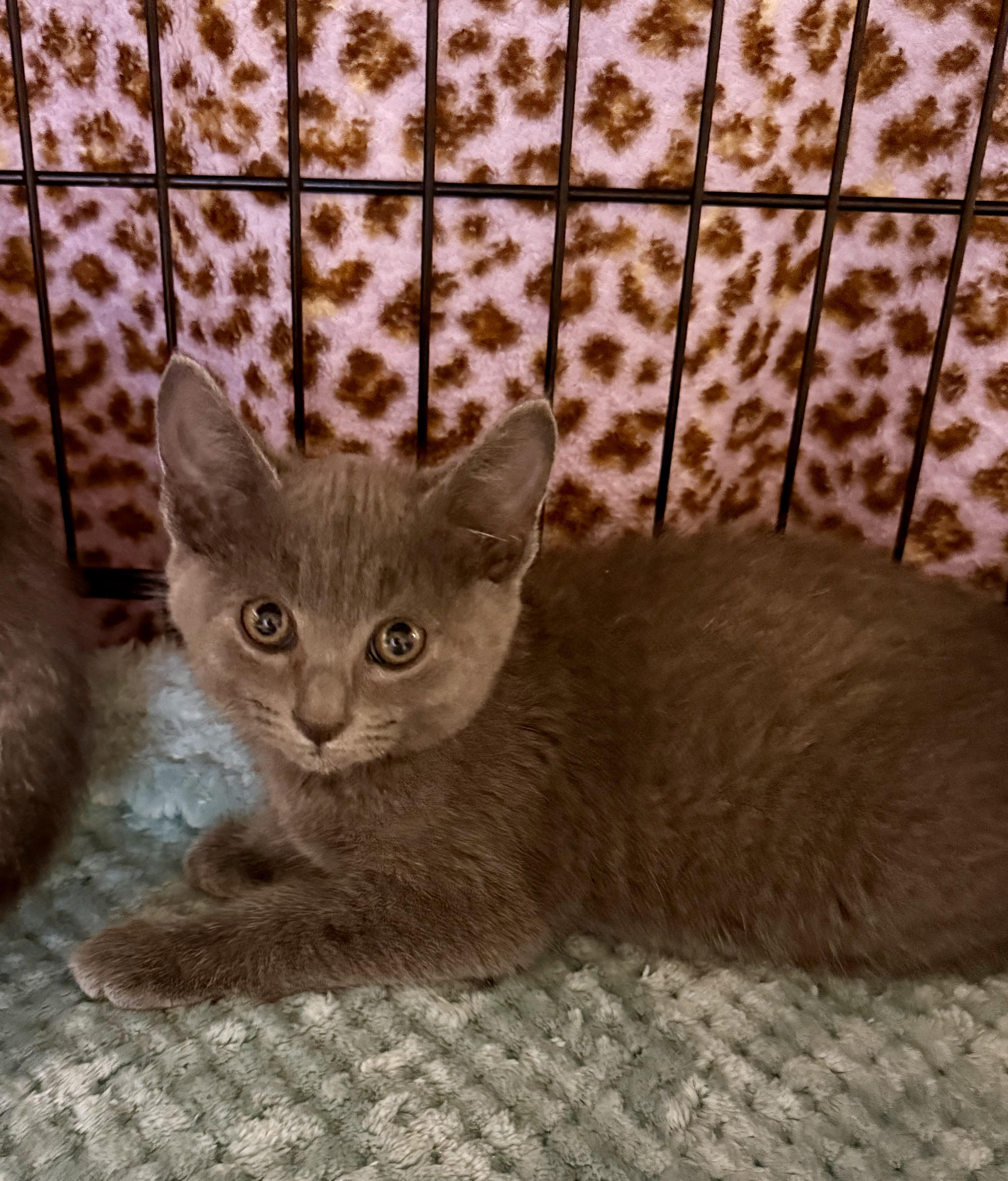 Snowie, ADOPTABLE, Kitten Female Russian Blue & Domestic Short Hair.