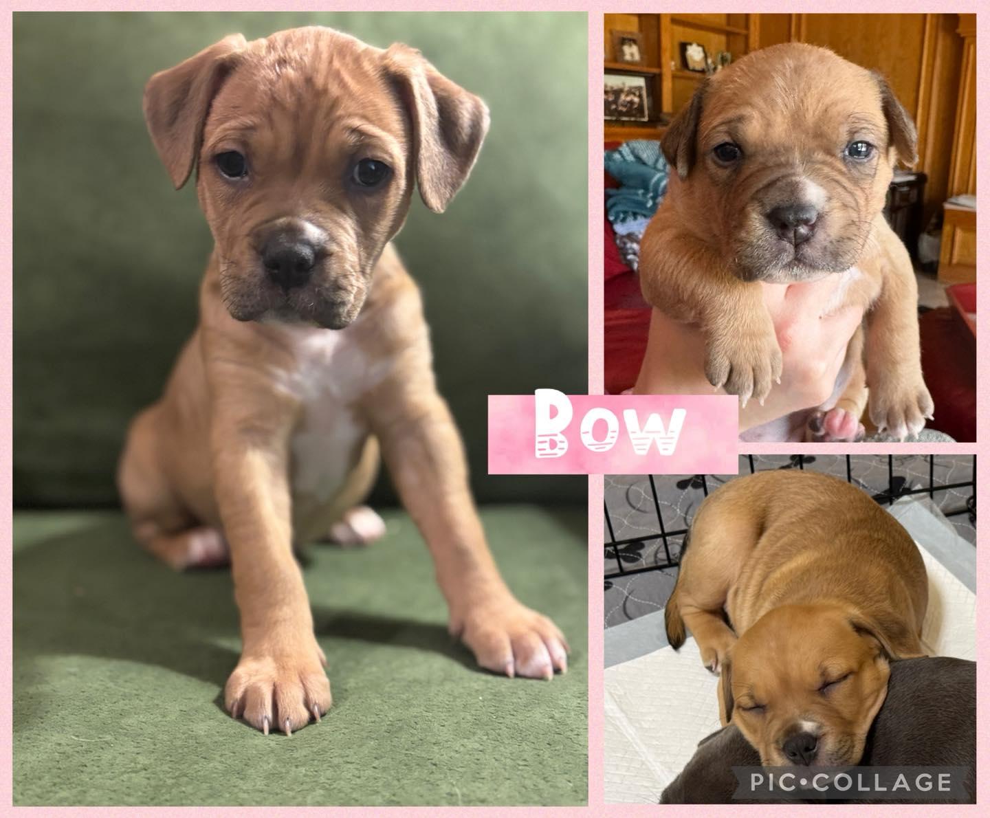 Enlarge Bow, an adopted mixed breed in Orangevale, CA image 1/1