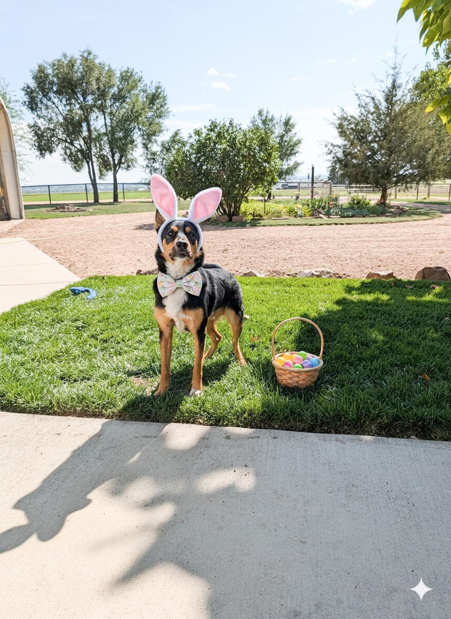 Enlarge Rocky, a Adoptable mixed breed in Broomfield, CO image 1/5