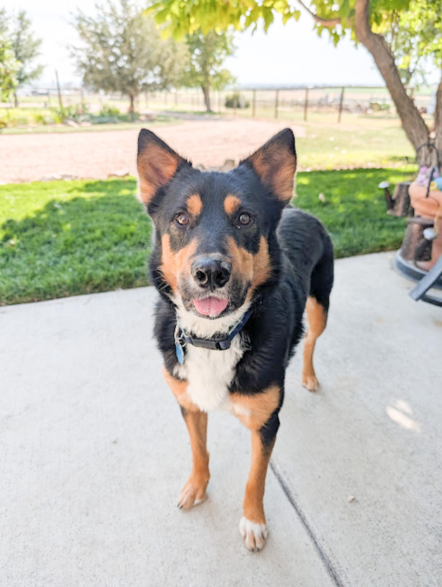 Rocky, Adoptable, Adult Male German Shepherd Dog & Rottweiler.