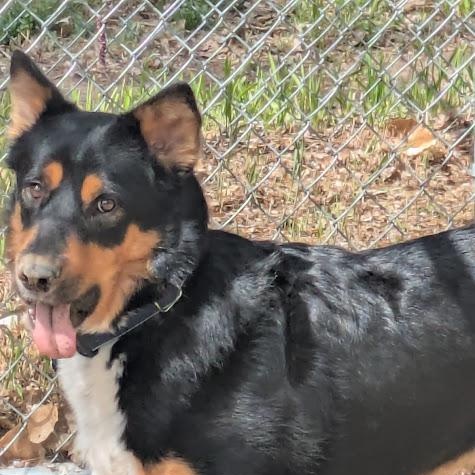 Rocky, a Adoptable mixed breed in Broomfield, CO image 2/6