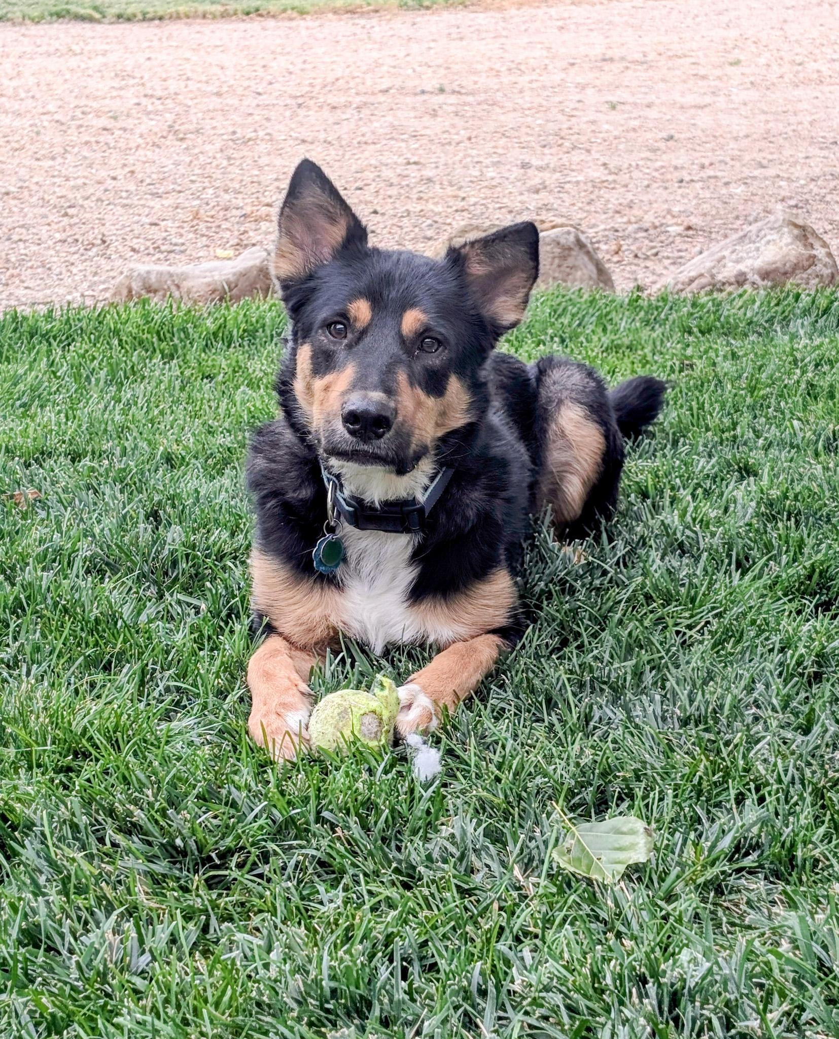 Enlarge Rocky, a Adoptable mixed breed in Broomfield, CO image 2/5