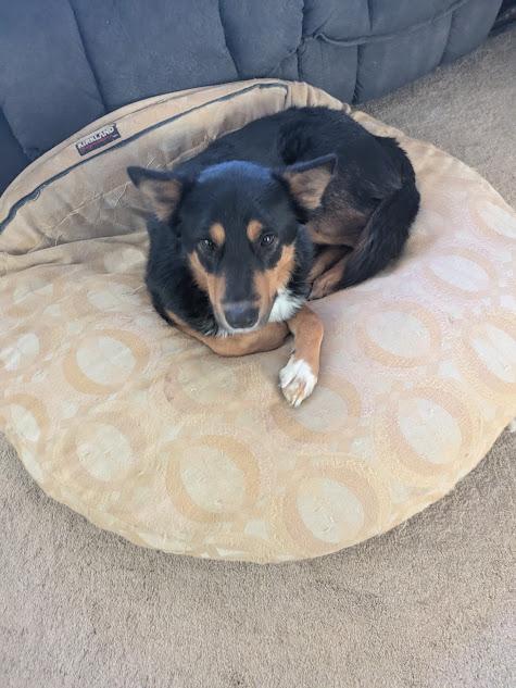 Rocky, a Adoptable mixed breed in Broomfield, CO image 4/6