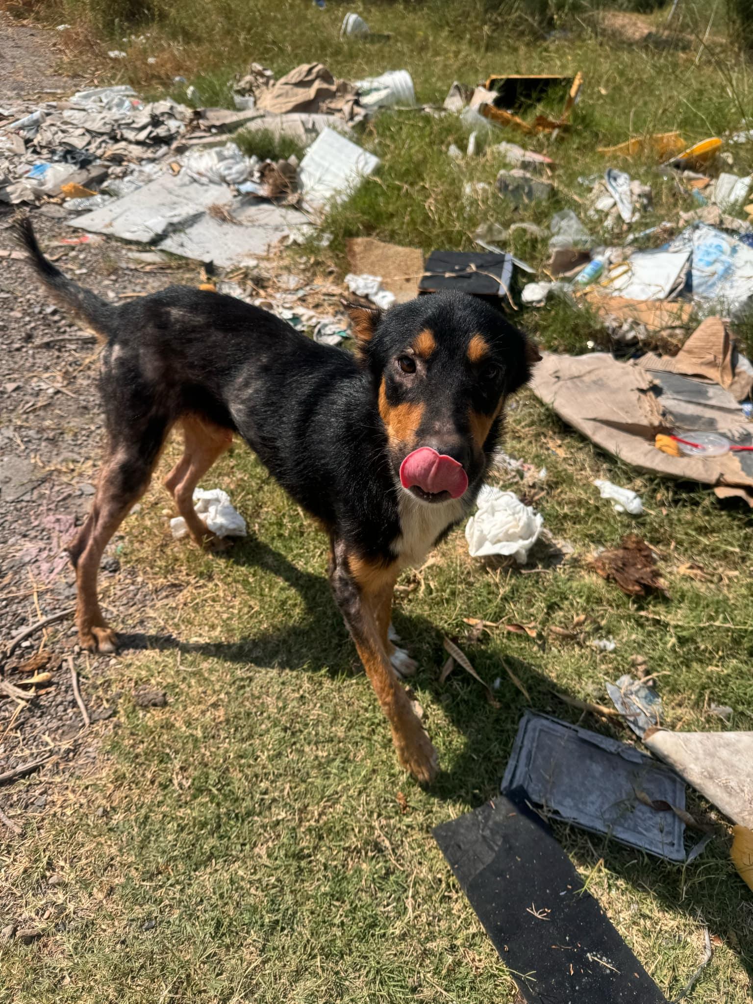 Rocky, a Adoptable mixed breed in Broomfield, CO image 6/6