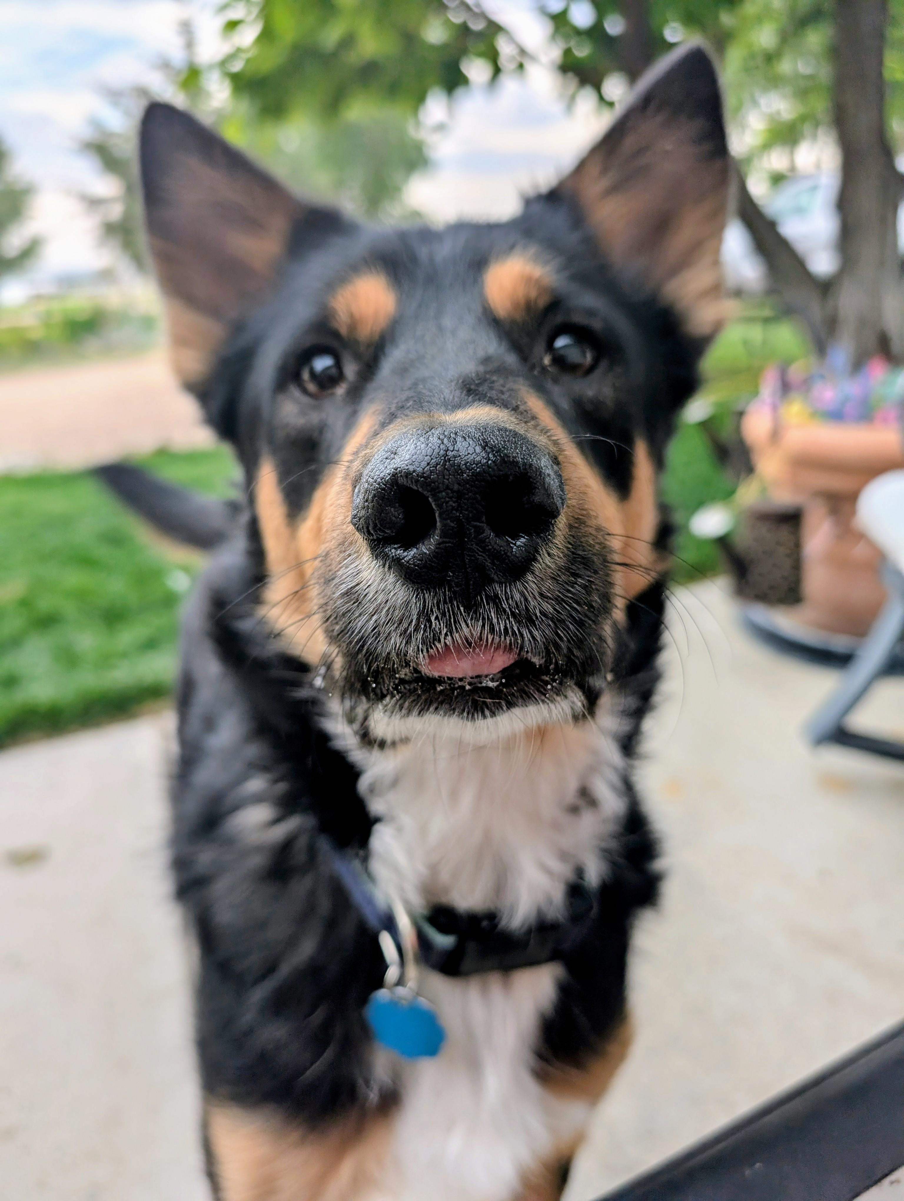 Rocky, a Adoptable mixed breed in Broomfield, CO image 5/6