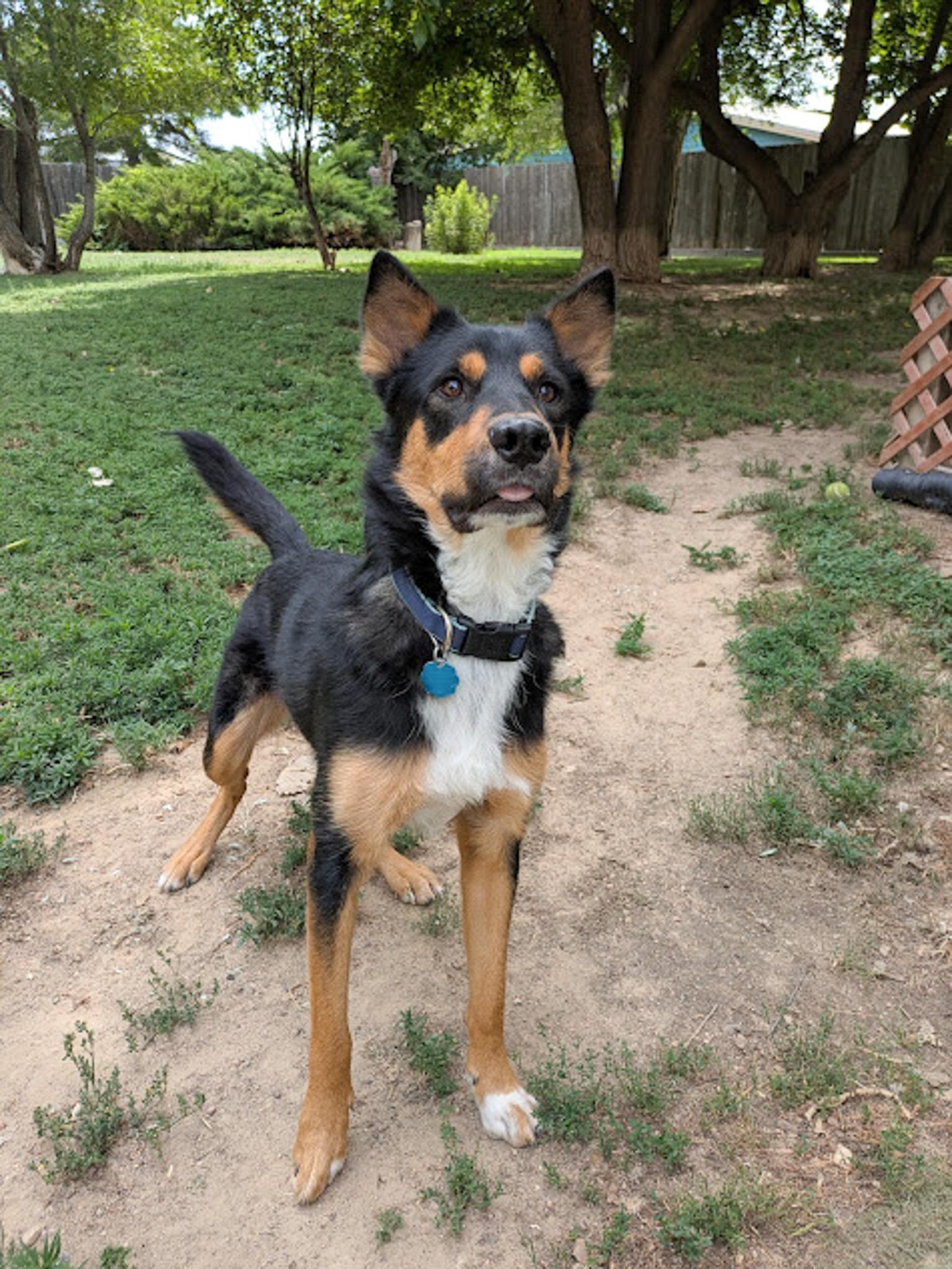 Enlarge Rocky, a Adoptable mixed breed in Broomfield, CO image 3/5