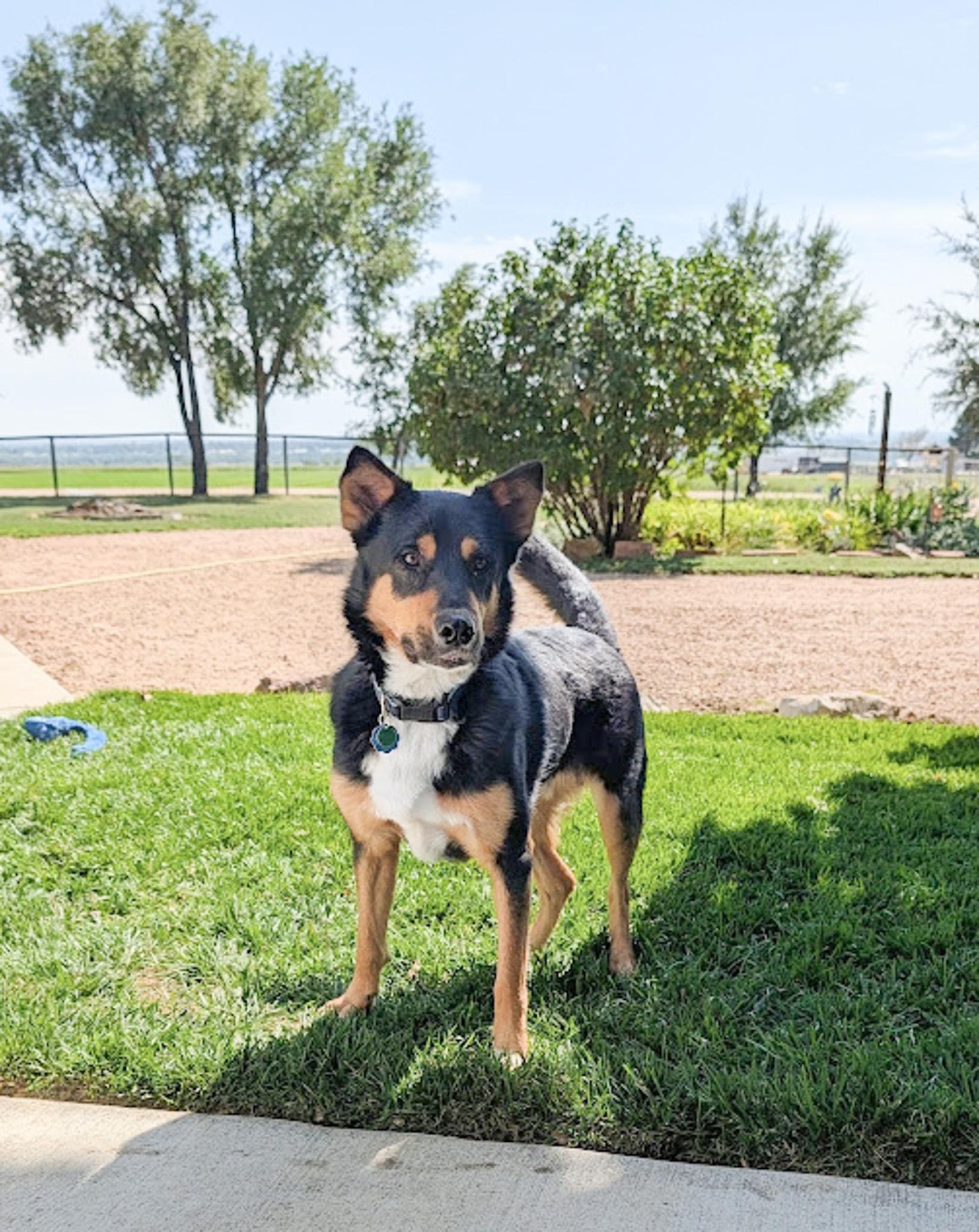Rocky, a Adoptable mixed breed in Broomfield, CO image 3/6