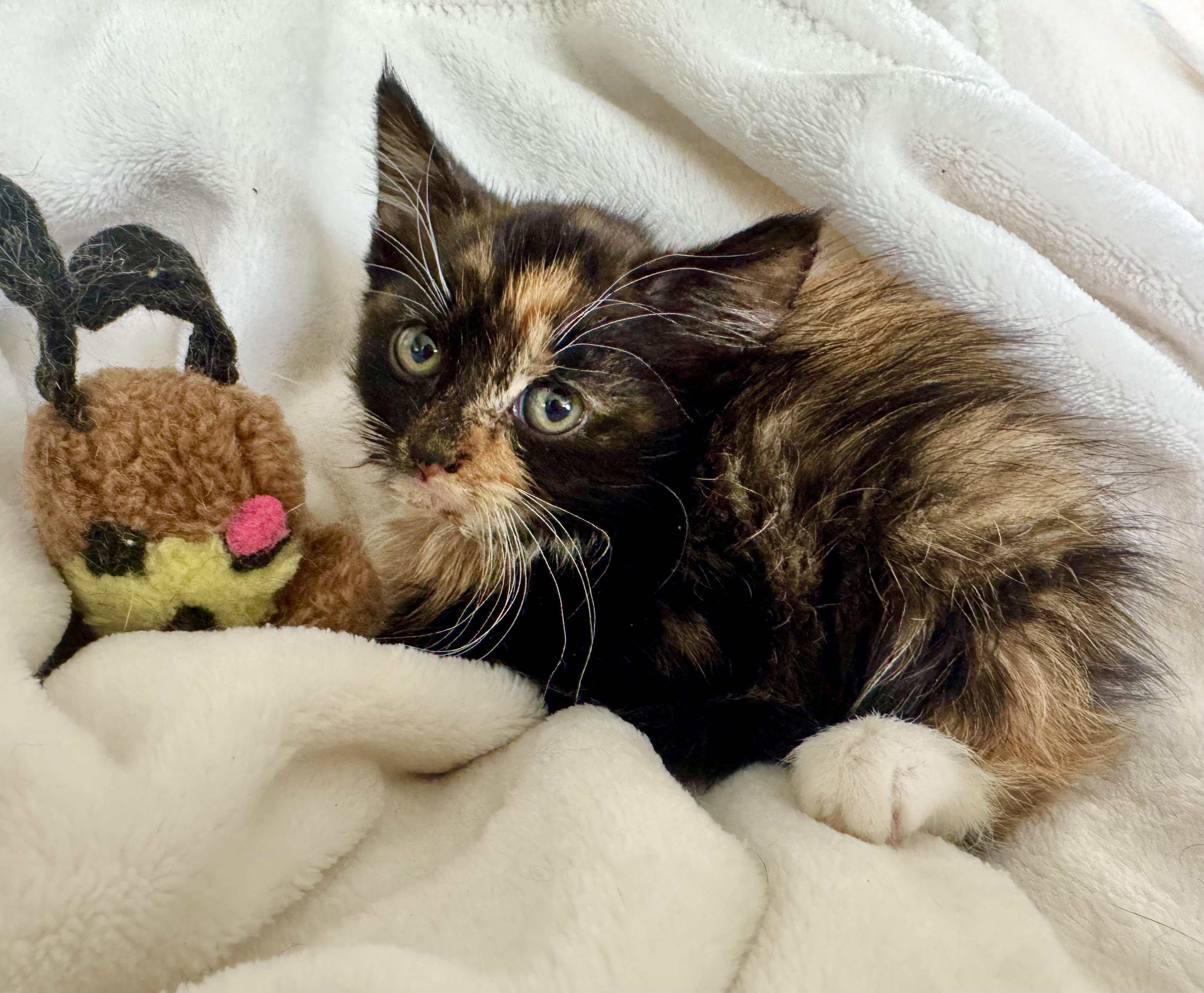 Enlarge Anika (foster to adopt 6 week old kitten), a ADOPTABLE mixed breed in San Jose, CA image 2/5