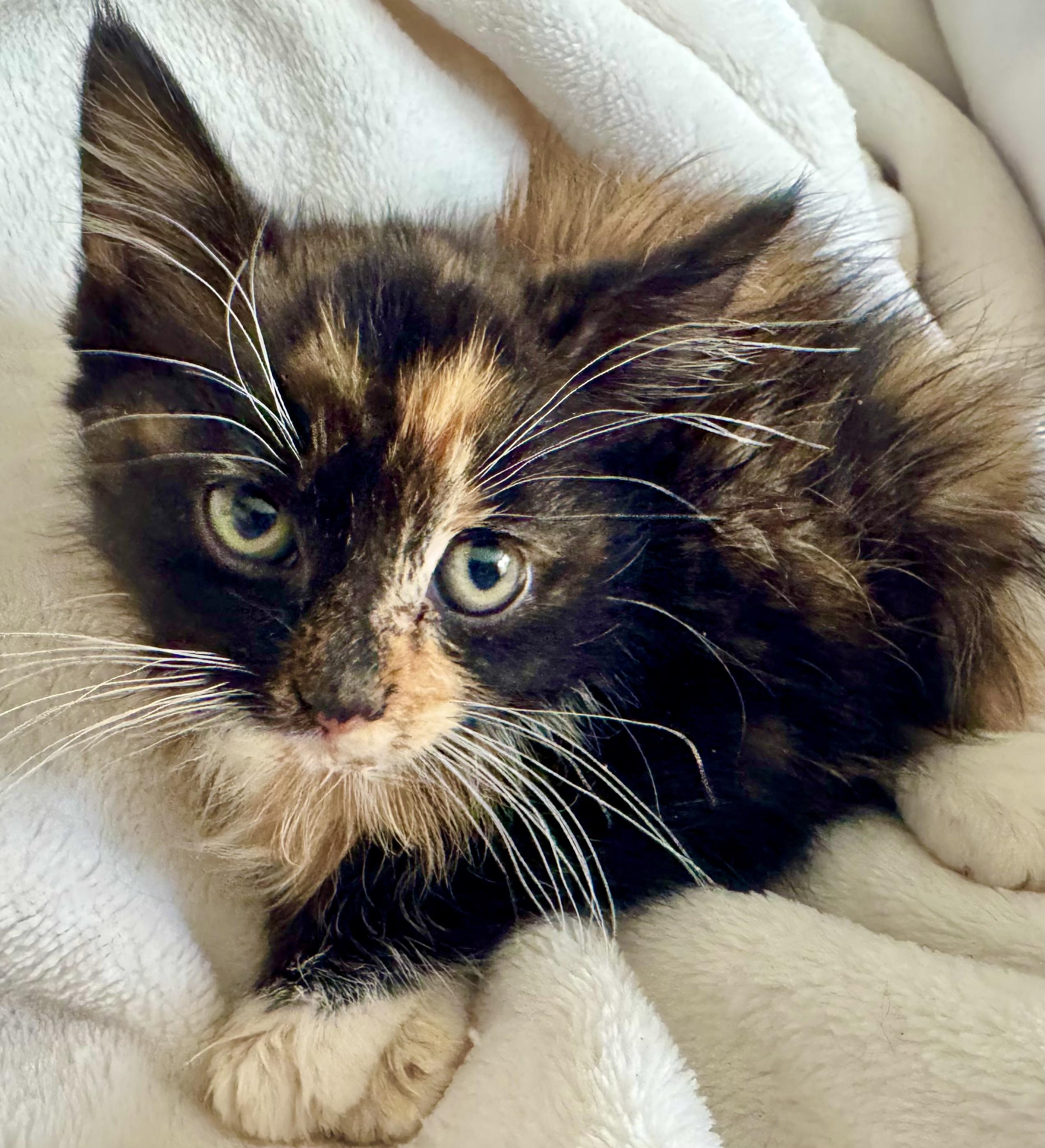 Enlarge Anika (foster to adopt 6 week old kitten), a ADOPTABLE mixed breed in San Jose, CA image 3/5