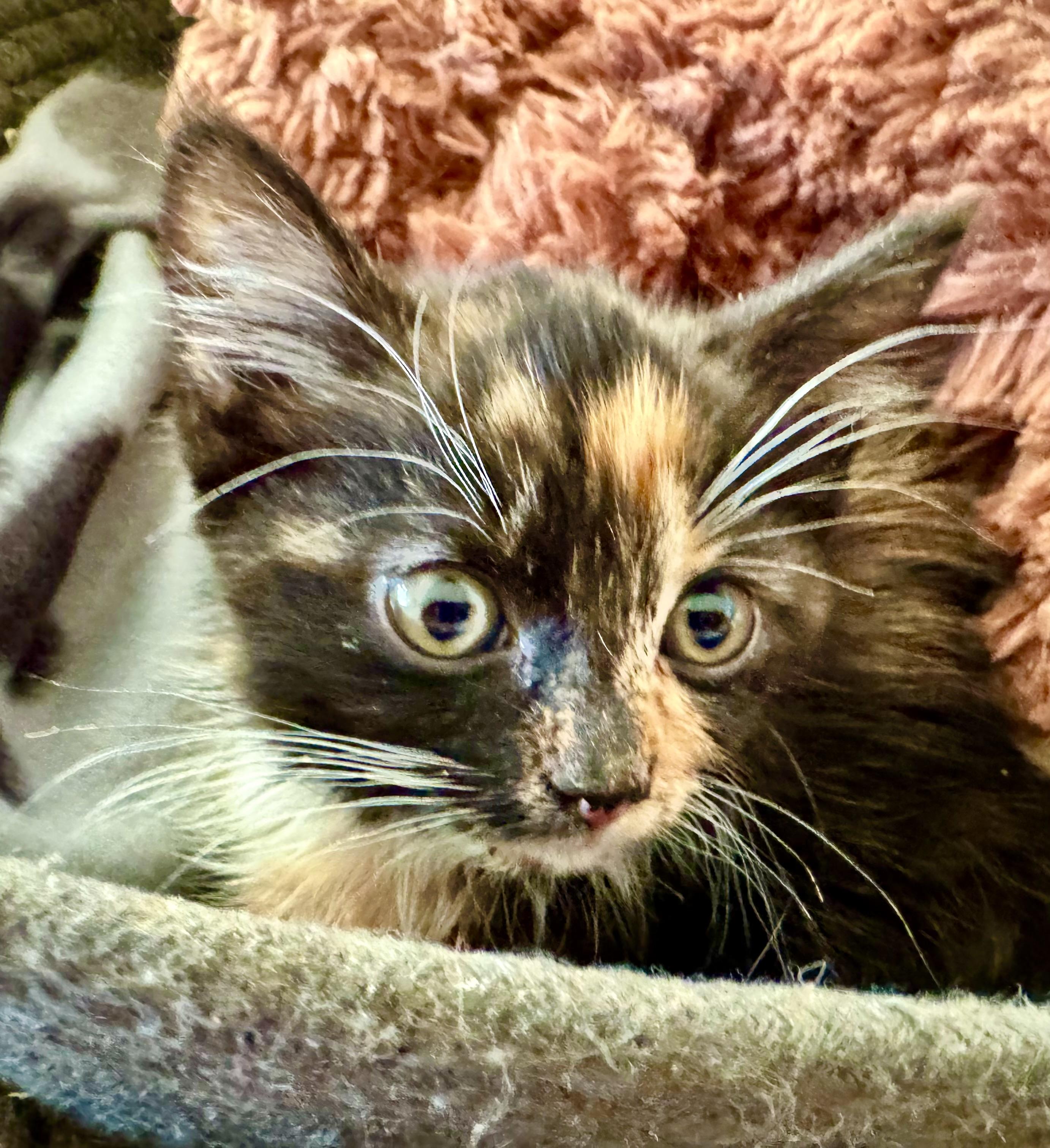 Enlarge Anika (foster to adopt 6 week old kitten), a ADOPTABLE mixed breed in San Jose, CA image 4/5