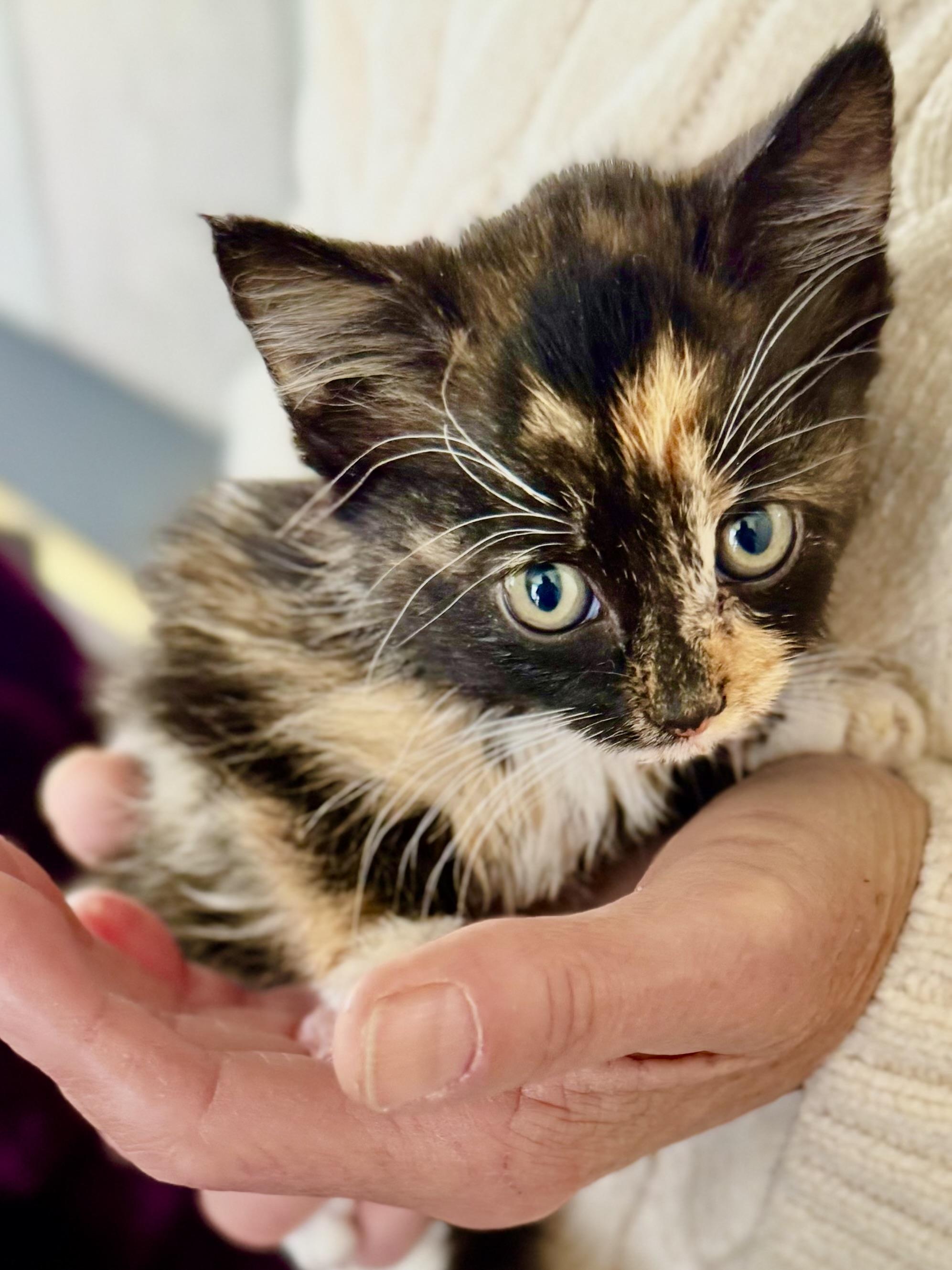 Enlarge Anika (foster to adopt 6 week old kitten), a ADOPTABLE mixed breed in San Jose, CA image 1/5