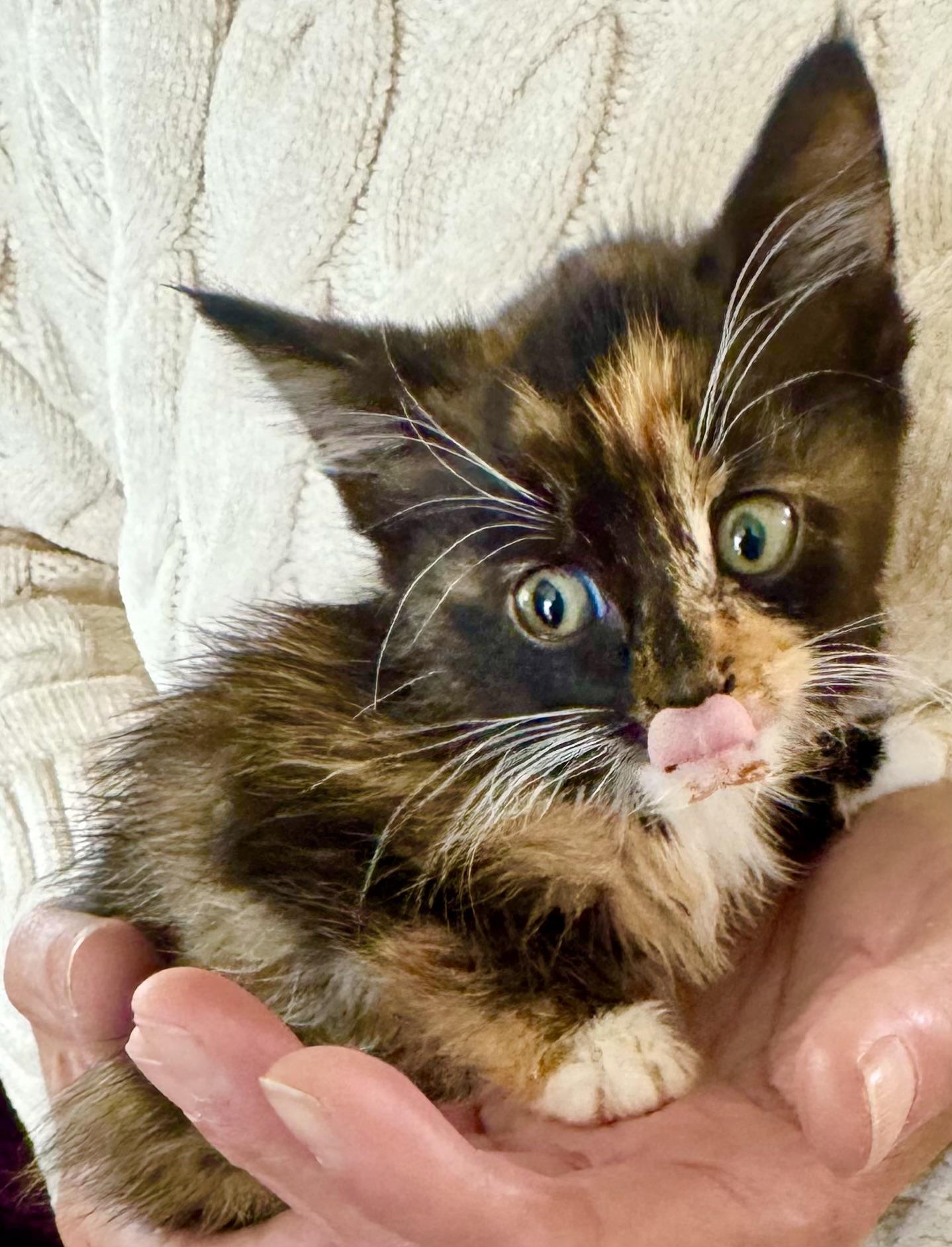 Enlarge Anika (foster to adopt 6 week old kitten), a ADOPTABLE mixed breed in San Jose, CA image 5/5