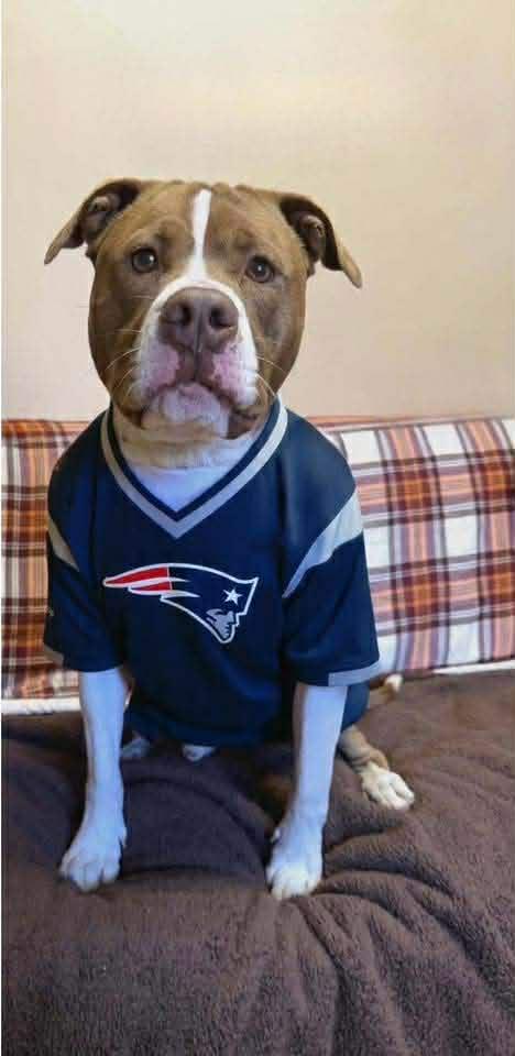 Enlarge Chong - Foster needed, a ADOPTABLE mixed breed in Altamont, NY image 5/6
