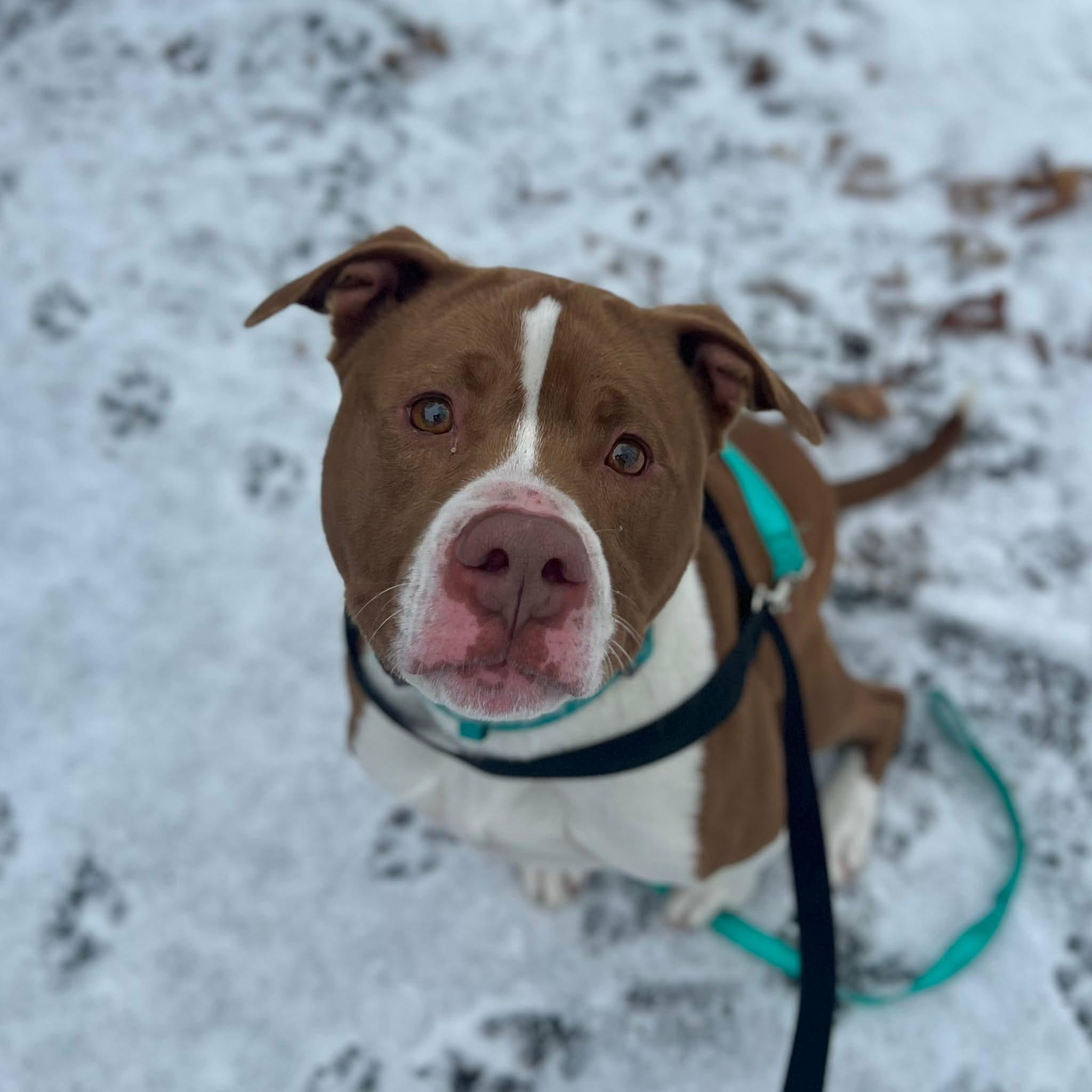 Chong - Foster needed, ADOPTABLE, Adult Male American Bully.