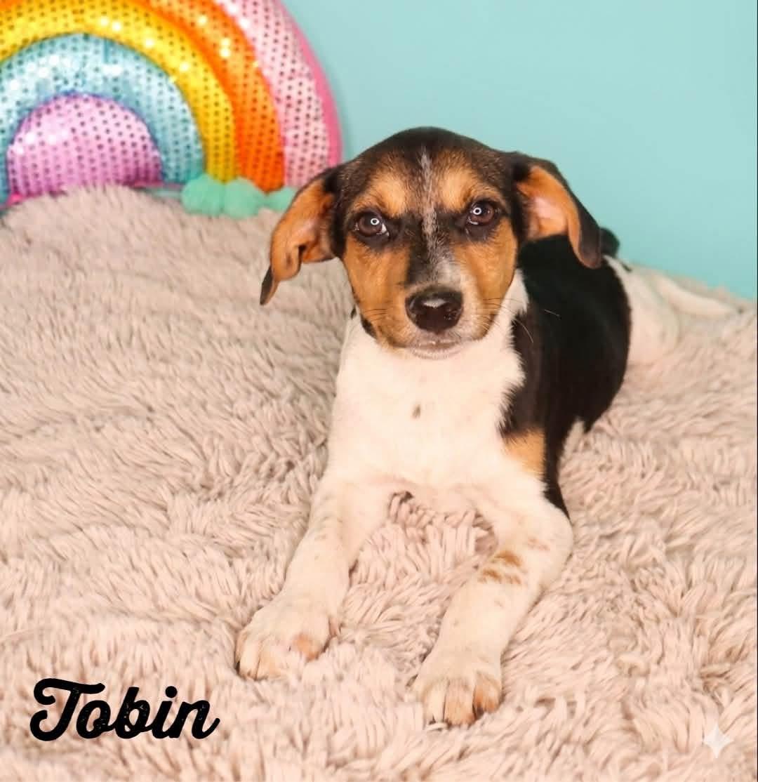 Tobin - photo 1